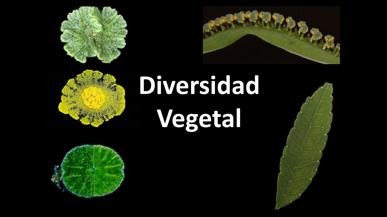 Diversidad Vegetal - Introducción