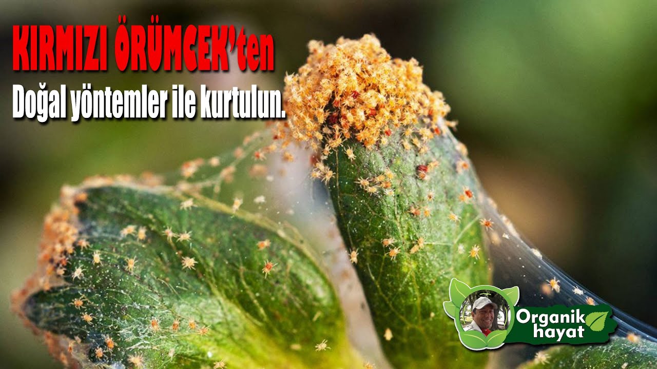 Bahçede kırmızı örümcek ile mücadele #organiktarım 125