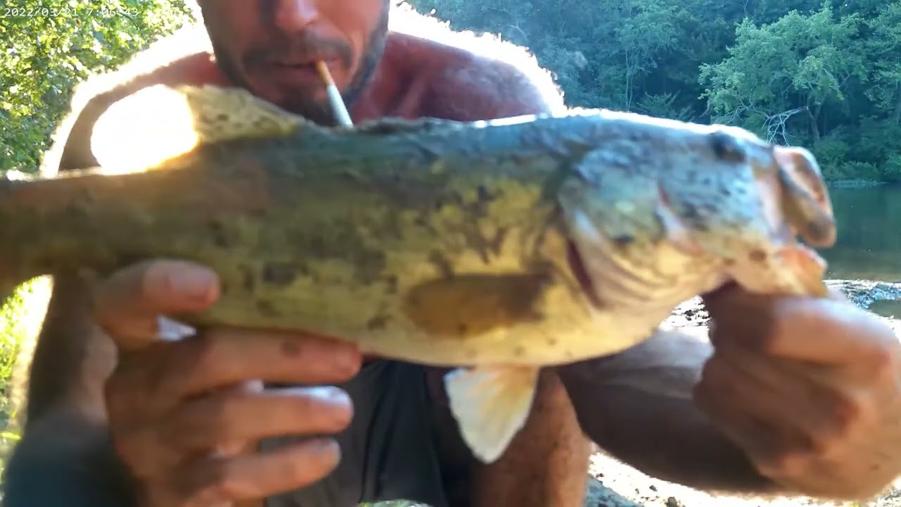 Big V/S Small Bluegill Challenge! Who Wins!