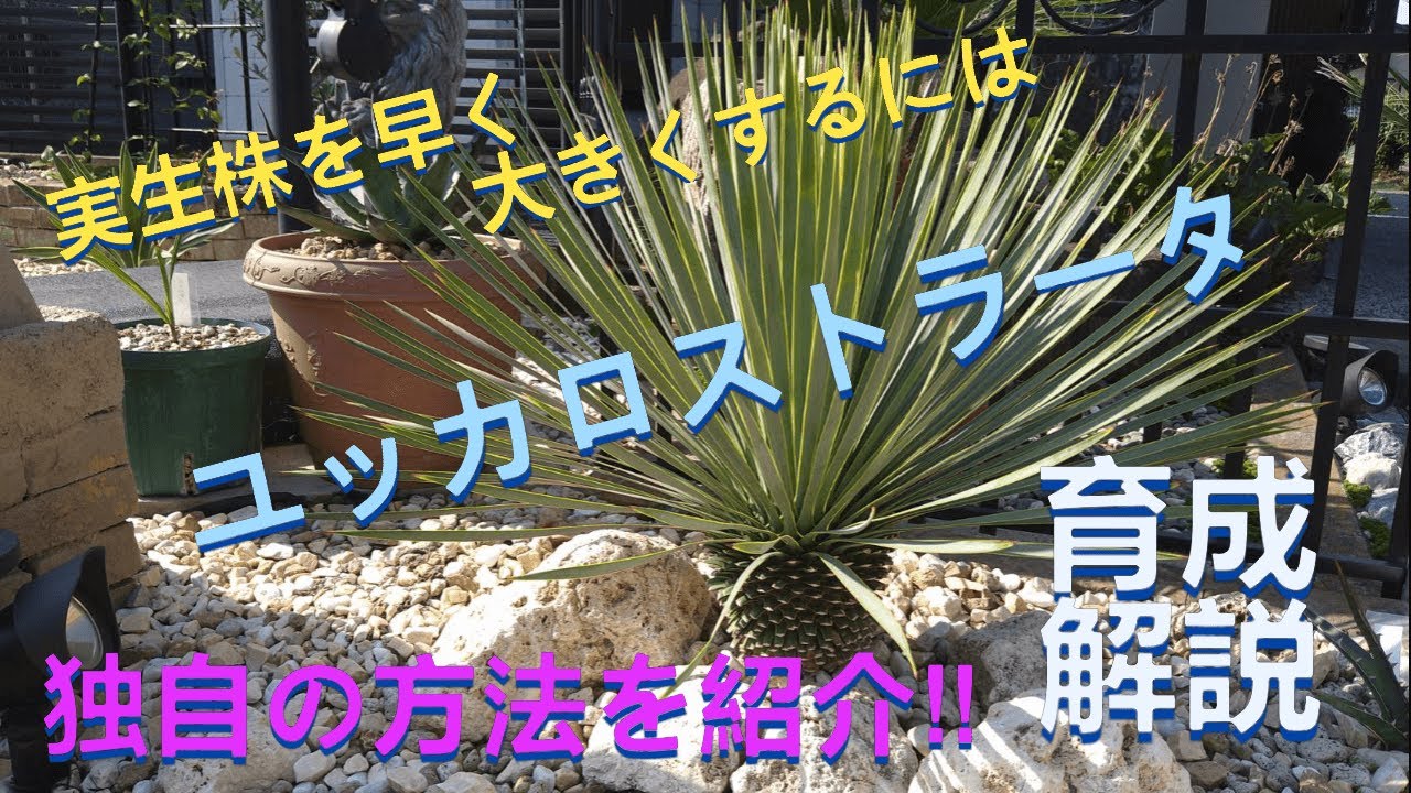 ユッカロストラータ！実生株を早く大きくする方法‼ ＃ユッカロストラータ＃youtube＃yucca＃ユッカ＃ユッカロスト＃yu ＃植え替え＃用土＃実生＃ドライガーデン