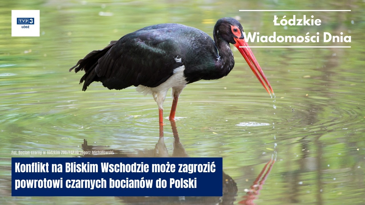 Konflikt na Bliskim Wschodzie może zagrozić powrotowi czarnych bocianów do Polski