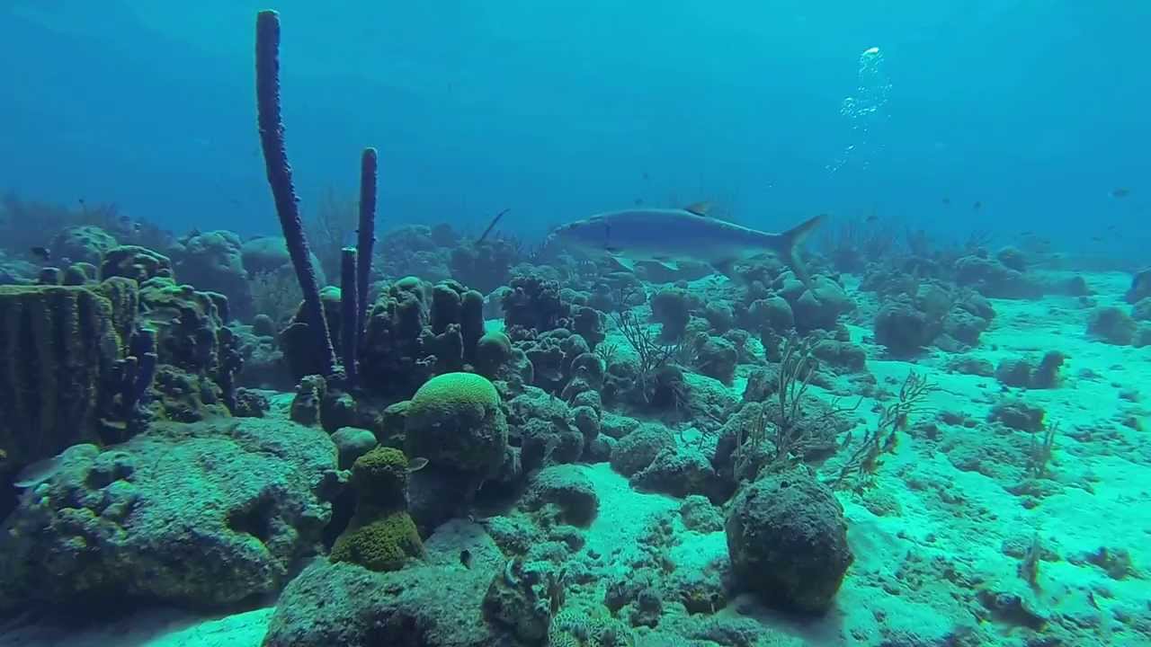 Grote Tarpon gefilmd bij Dive Nas voor de deur