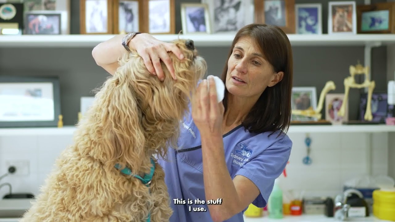 Dr Angela shows us how to clean your dogs teeth with a dental wipe