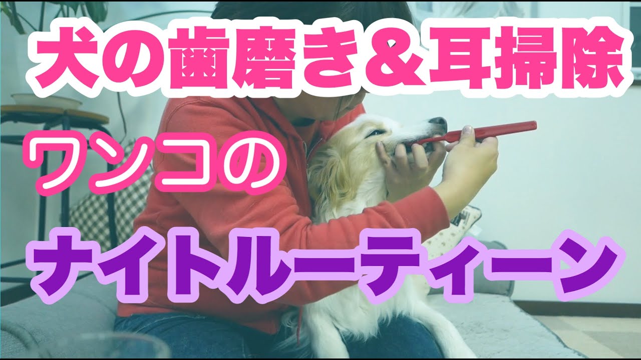 犬の歯磨き　ドッグトレーナーの犬達のナイトケア　歯磨き＆耳掃除