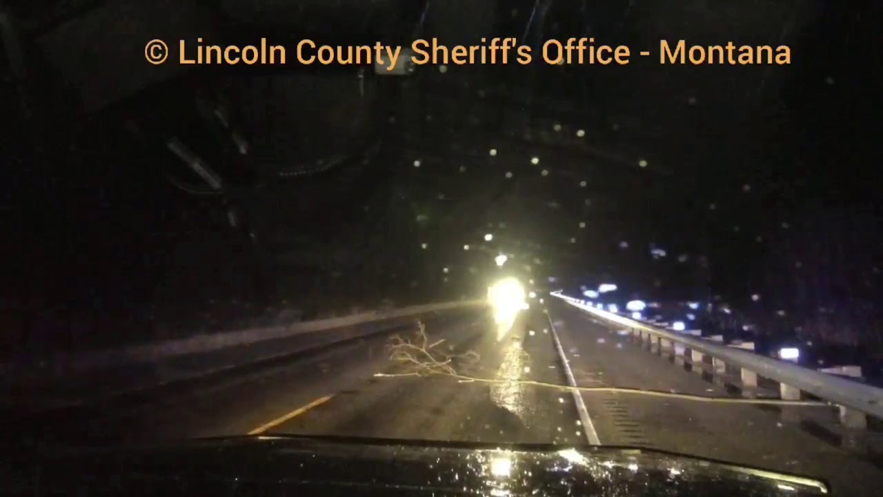 MT deputy's dash cam captures beaver dragging branch across road