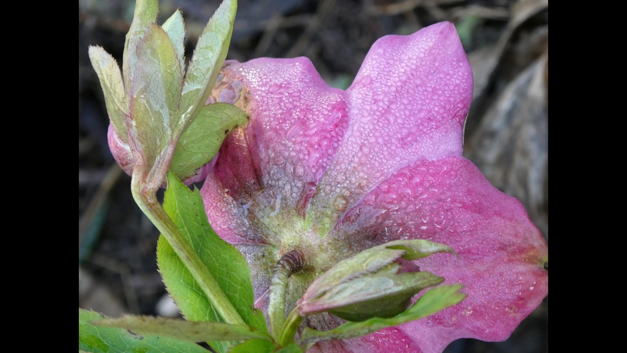 Diana's Garden,  February 2026