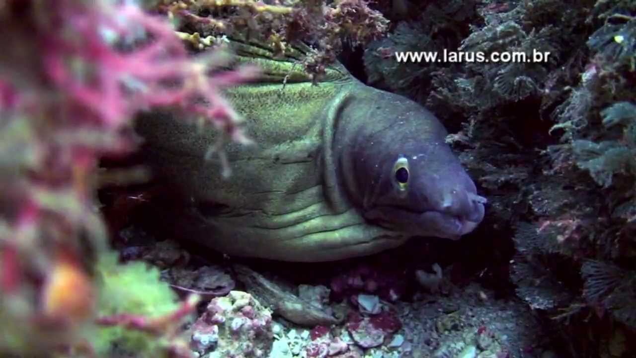 Os Peixes do Fundo do Mar (HD)