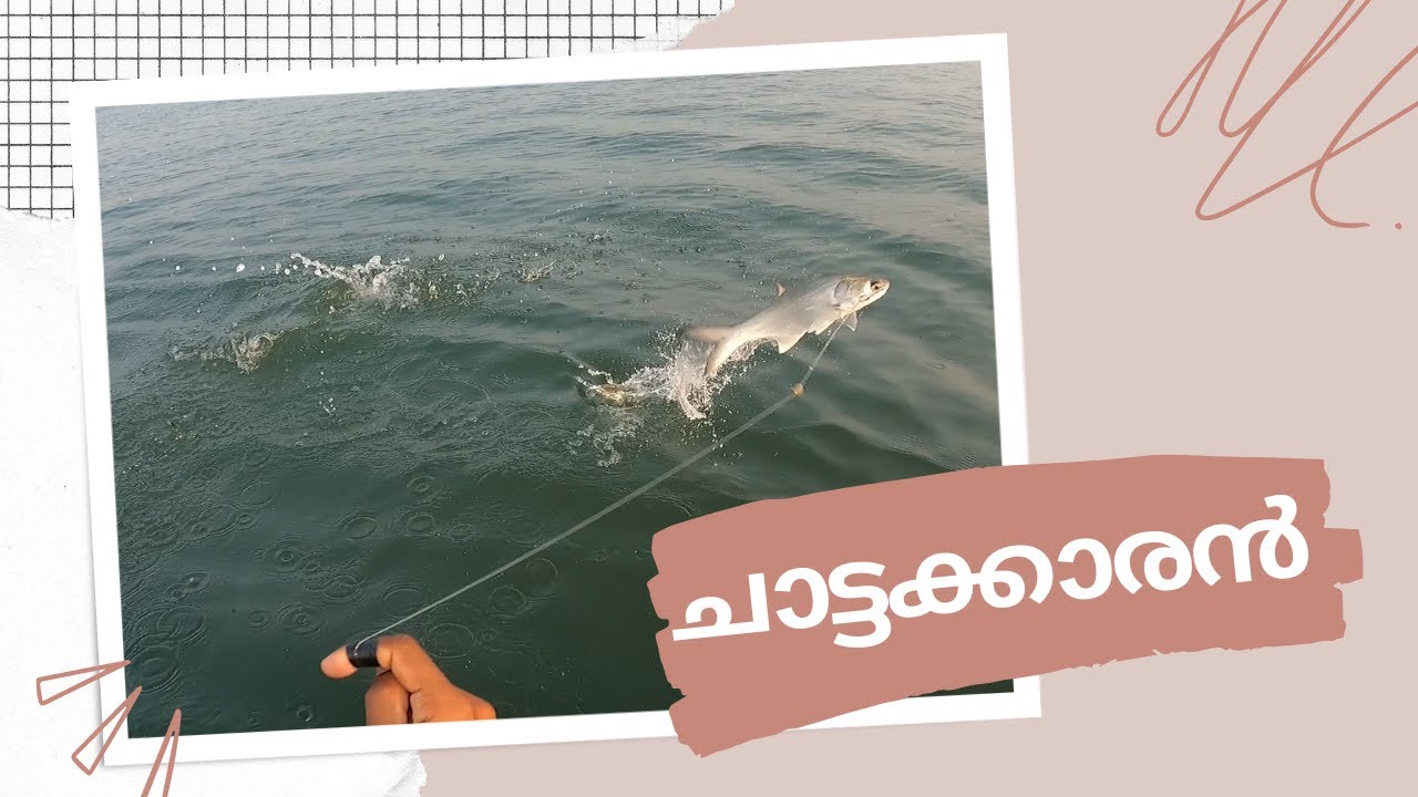 വഴുതയും ചാട്ടക്കാരൻവാഴ്മീനും കിട്ടിയ ദിവസം.catching croaker fish & indian salmon in traditional way.