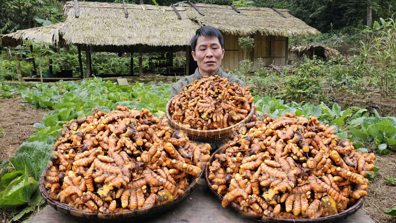 Harvesting Turmeric in the Garden - Taking It to the Market | Countryside Life | Solo Survival