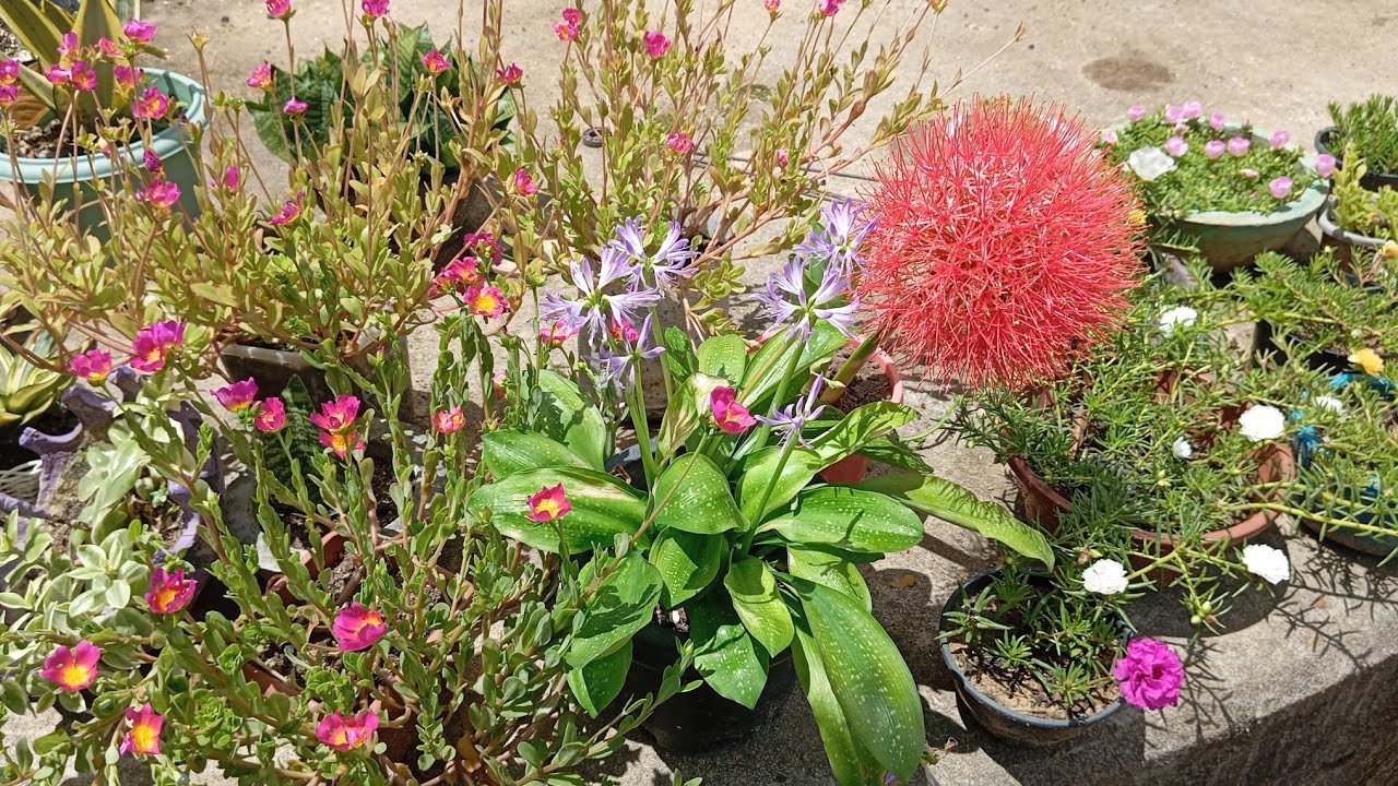 Flores do mês de fevereiro 