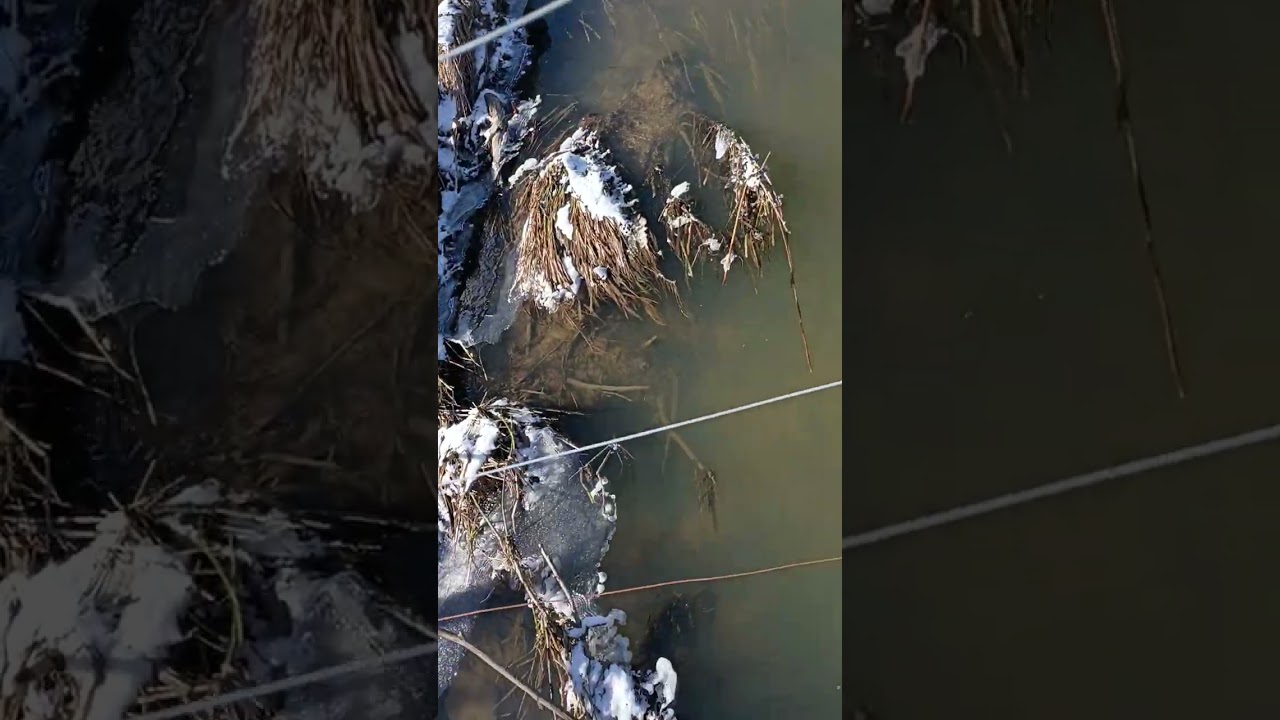 Day one of trying to catch a fish in my creek