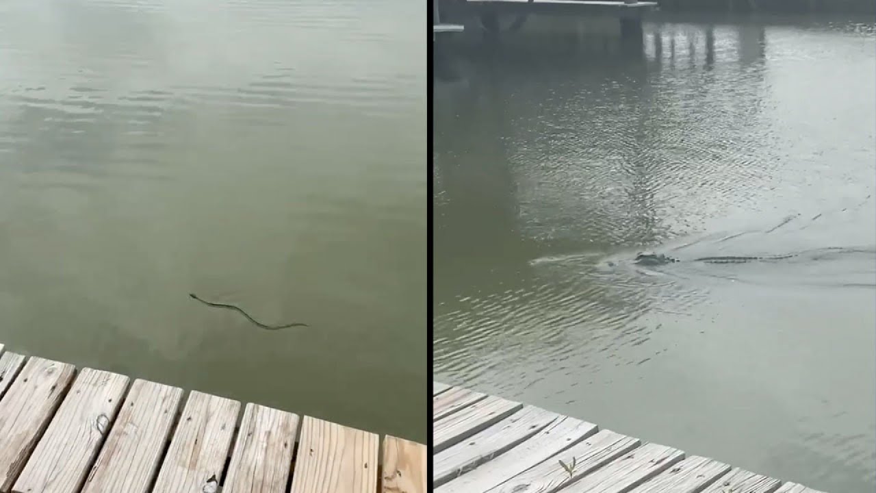 Alligator caught on video snapping up snake in Texas canal