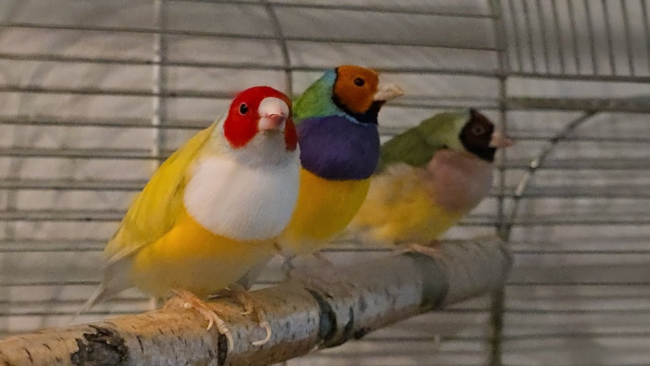 Amandyna Wspaniała, Nowe Ptaki  🐦🐦 Piękne kolorowe ptaki #colors #hodowla #hobby 