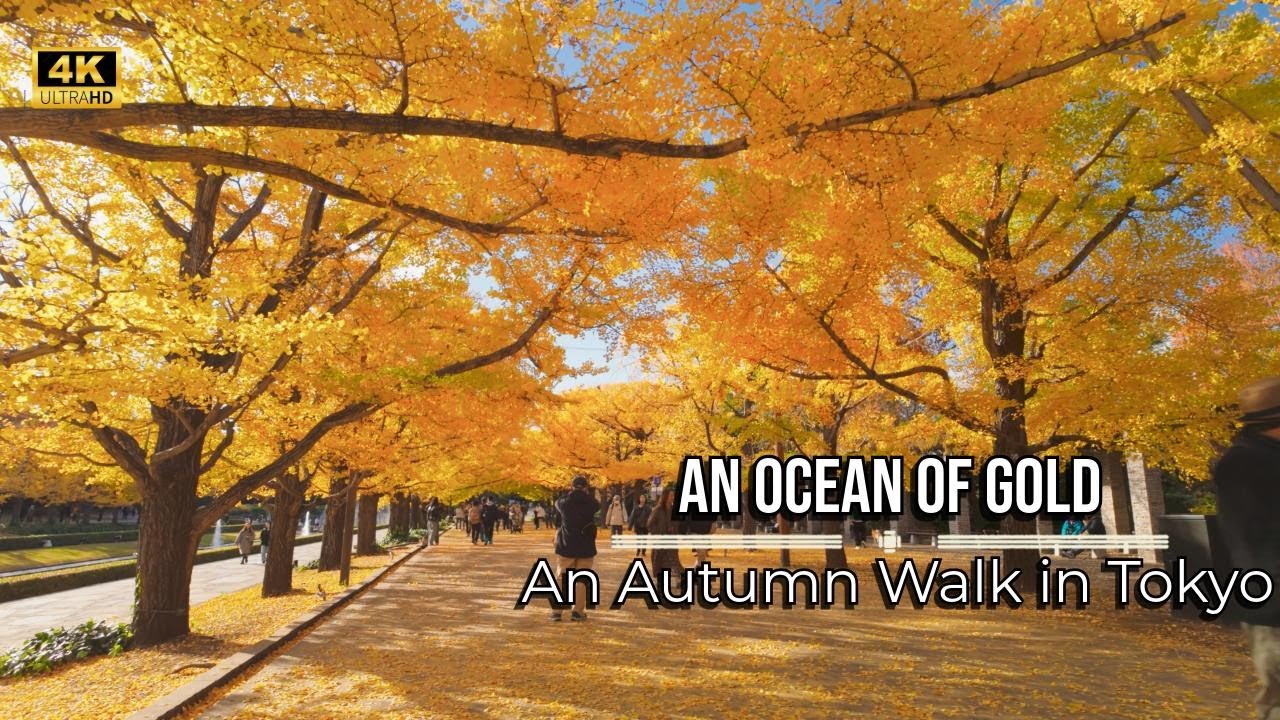 Autumn Walk in Showa Kinen Park: Ginkgo Paths and Open Skies | Japan 4K