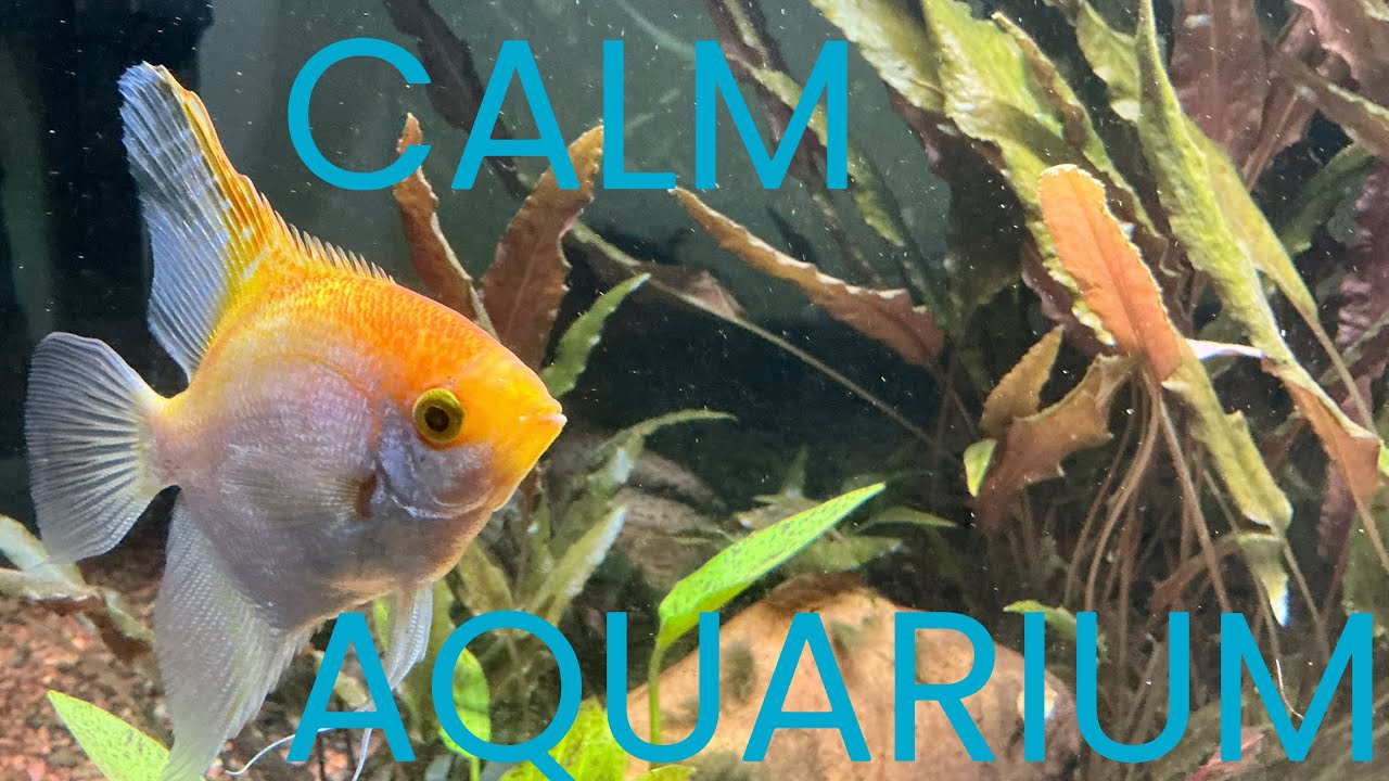 Calm Aquarium Ambience - 30 Minutes For Sleep, Study & Relaxation (No Voice)
