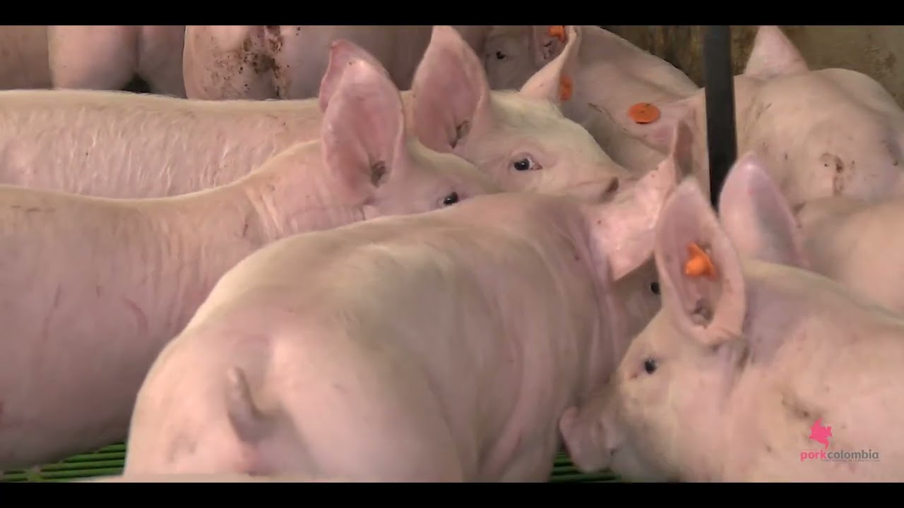 Manejo ambiental Porkcolombia