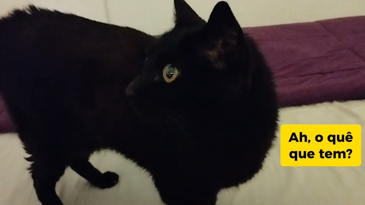 Gata Bella quer ver TV e não dá certo