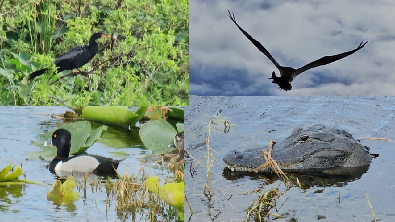 Lake Apopka Wildlife Drive: An Adventure in Nature