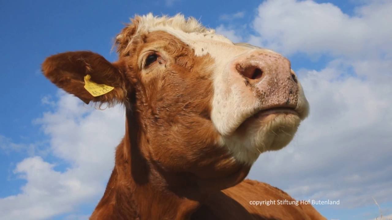 &Auml;ltere Kuhdamen beim gem&uuml;tlichen Wiederk&auml;uen