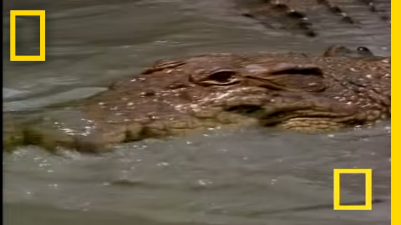 Crocodiles in Love | National Geographic