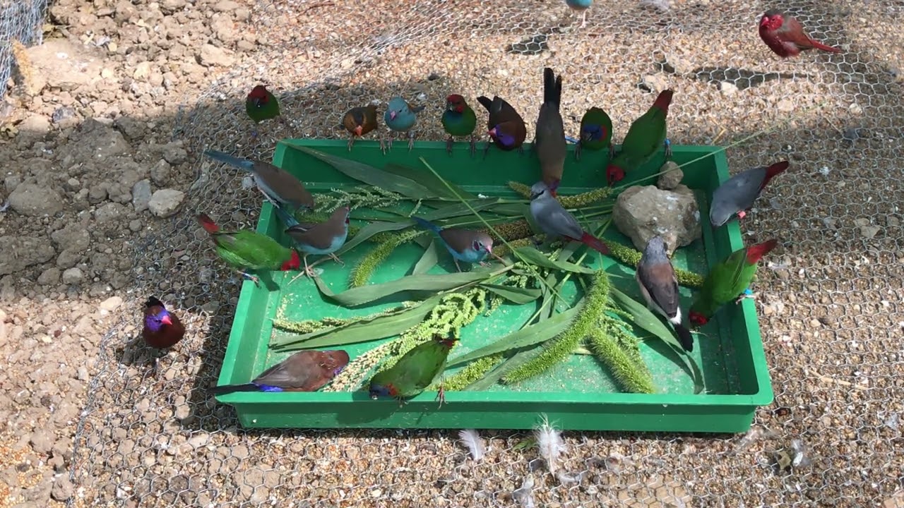 Group of Finch and waxbills
