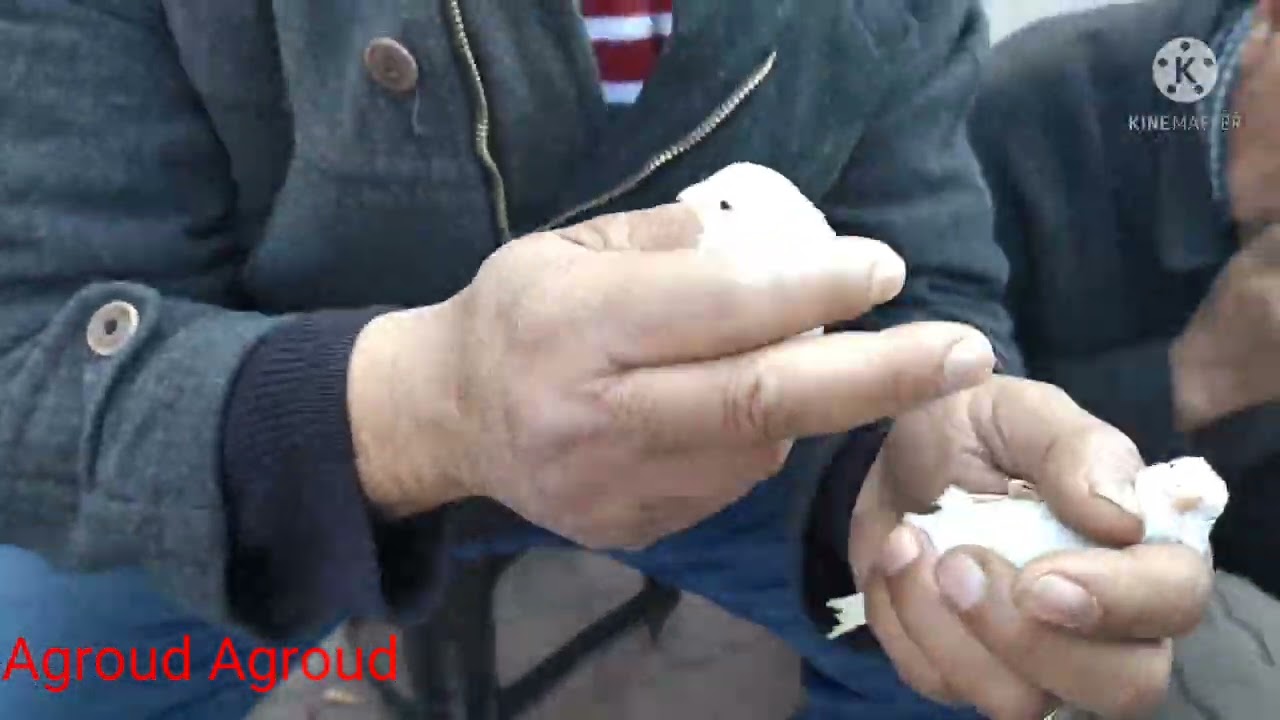 جوله في سوق الطيور دوار العسكر مراكش واثمنه 💰💰الطيور 🐦 #البادجي #الكناري #الحسون_الويداني