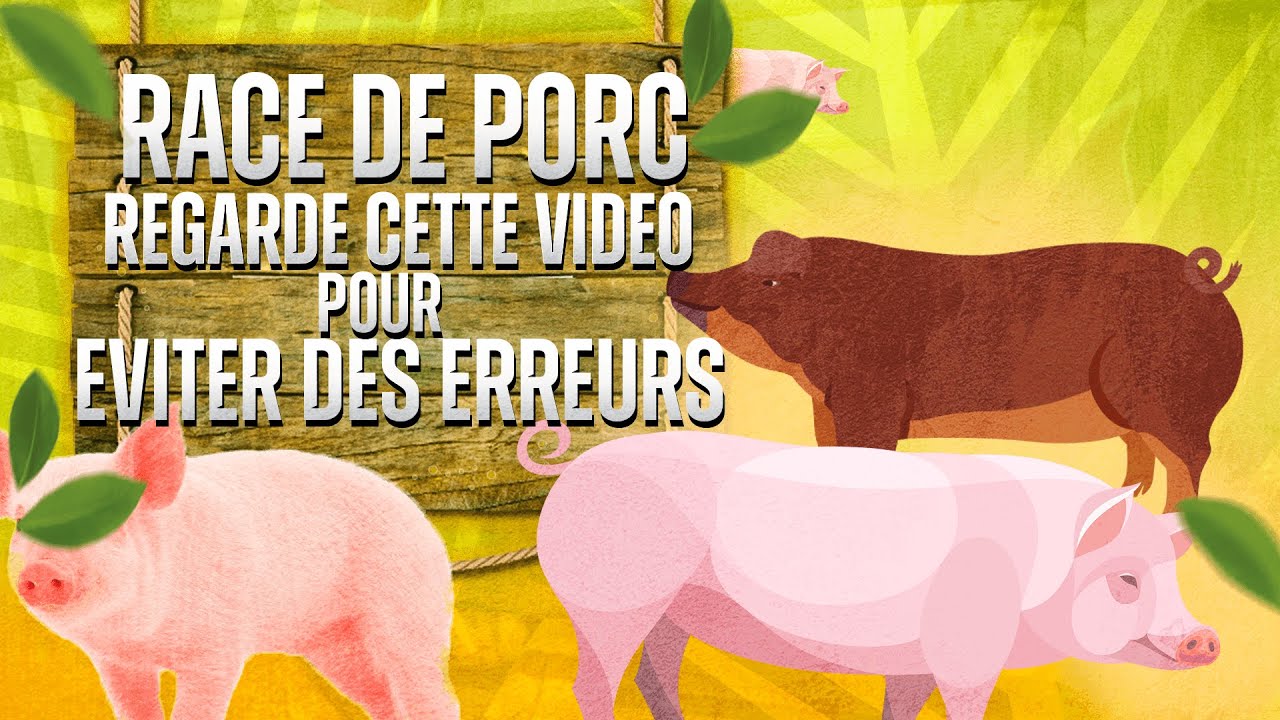 RACES DE PORC: COMMENT LES CHOISIR POUR NE PAS FAIRE D'ERREURS?