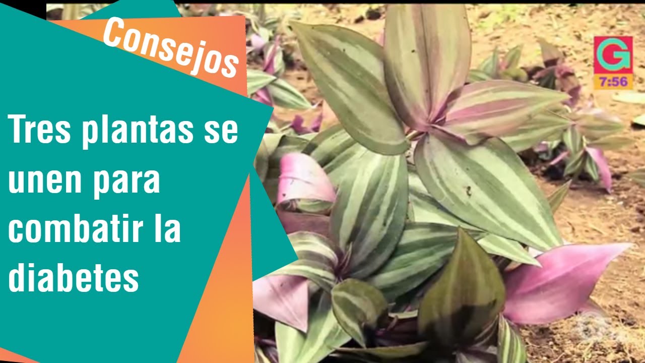 Tres plantas se unen para combatir la diabetes | Consejos para usted