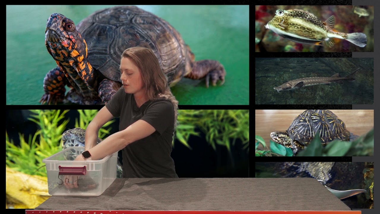 Meet Animals from Discovery World's Reiman Aquarium