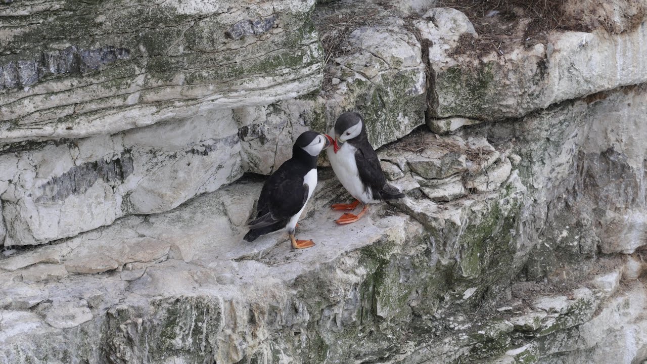 Puffins Billing at Bempton Cliffs