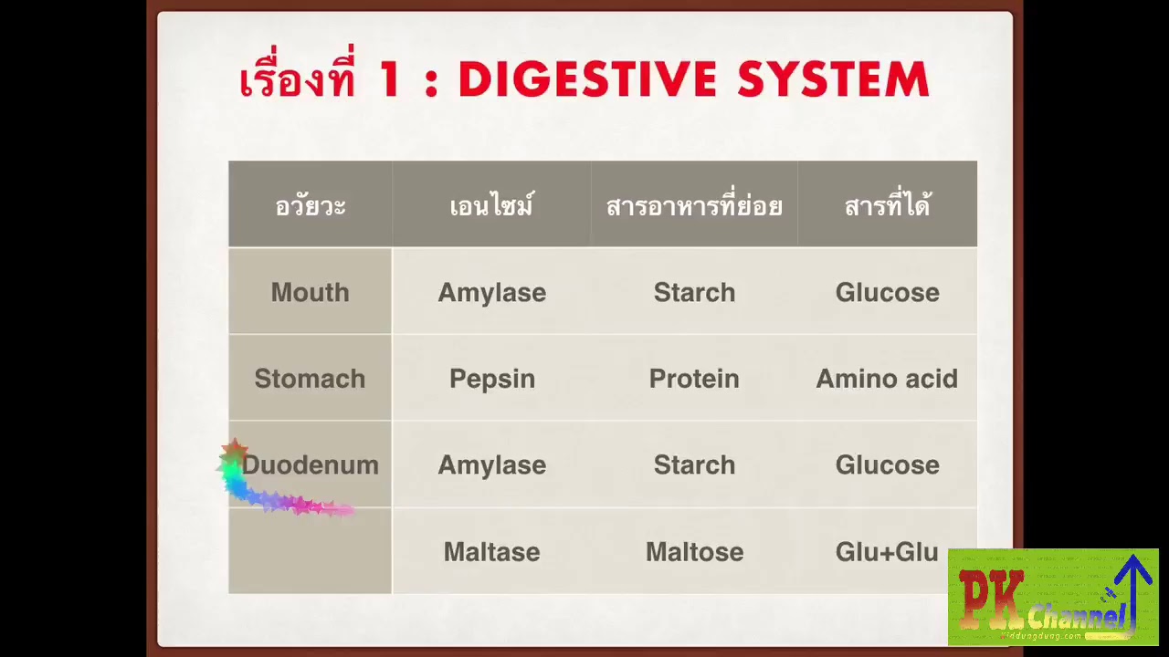 Digestive System_ประเด็นสำคัญ_เทคนิค ปี 1 SCPHUB