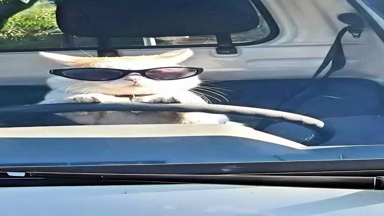 funny try not to laugh cat compilation | 11