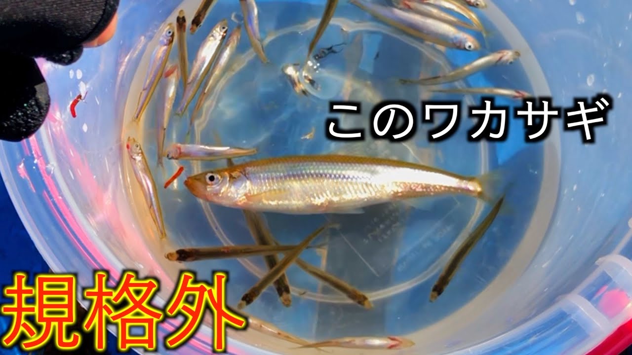 推定４年魚！あまりにも肥大化したモンスターワカサギ現る！入鹿池編