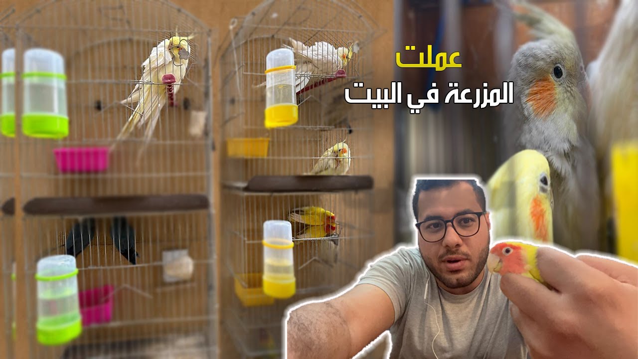 اشتريت عصافير جديدة و عملت مزرعة كاملة في البيت 😍