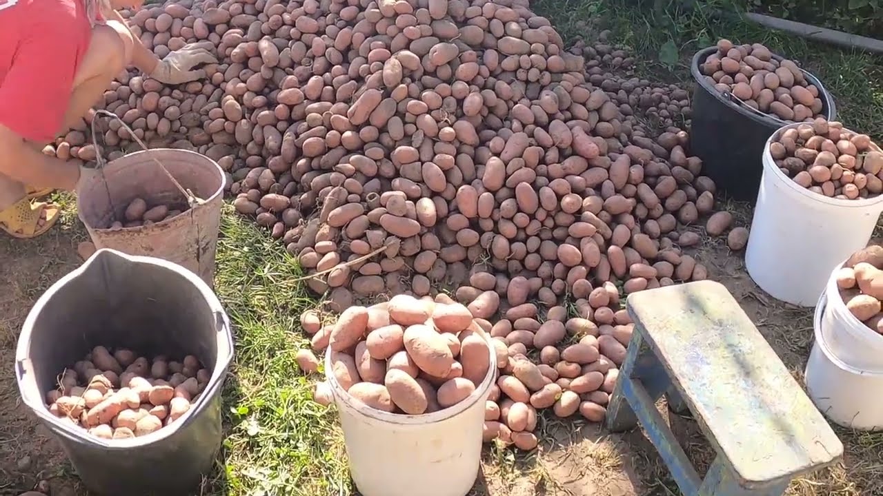 копаем картошку