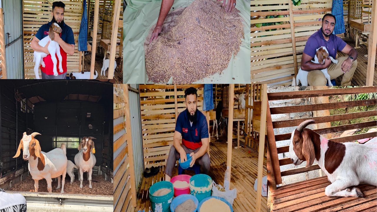 Denugama Goat Farm#viralvideo #goat #goathusbandry#animals #silage #goatfarmingbusiness #cattleworld