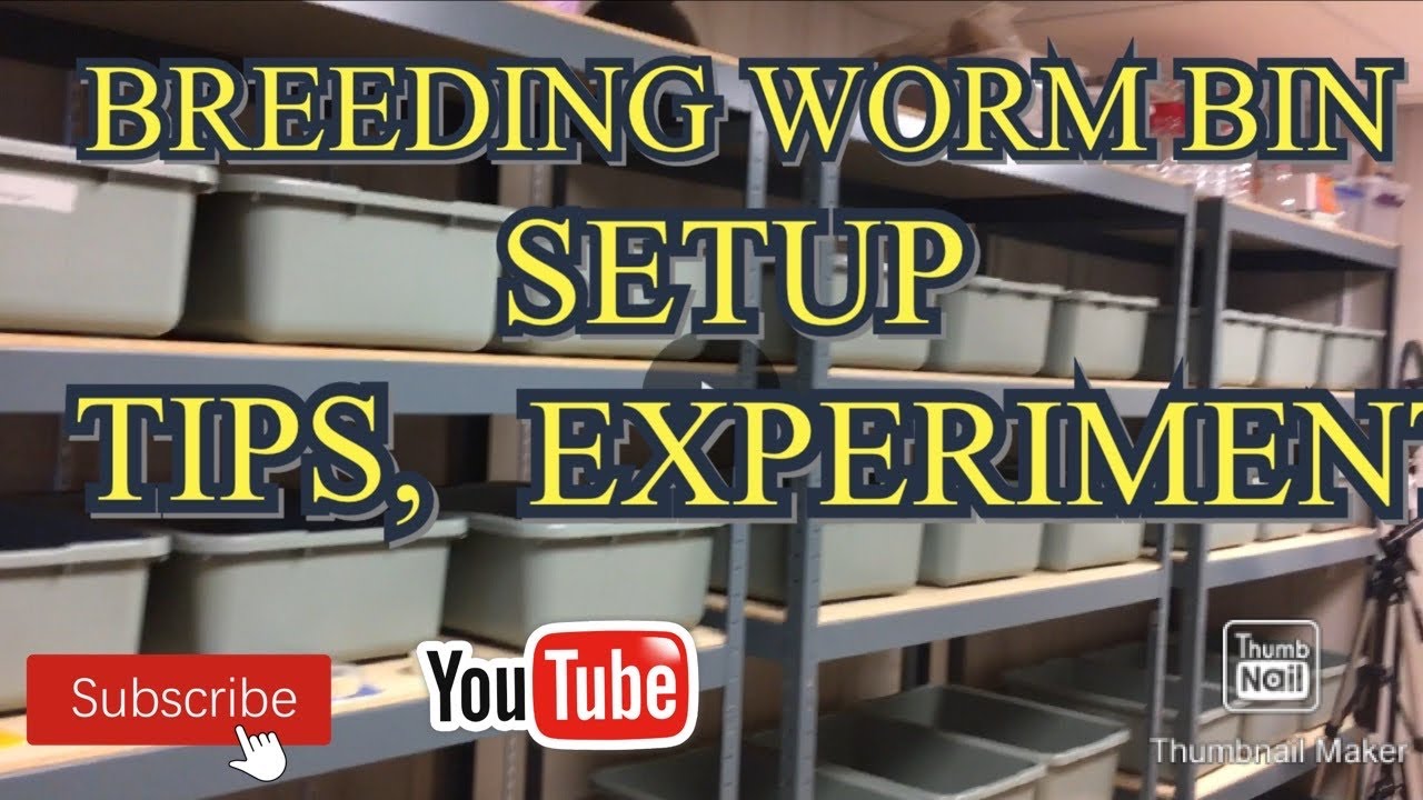 Setting up breeding trays.  New experiment  For worm purchase visit, TheGardenAndWormLady.com  