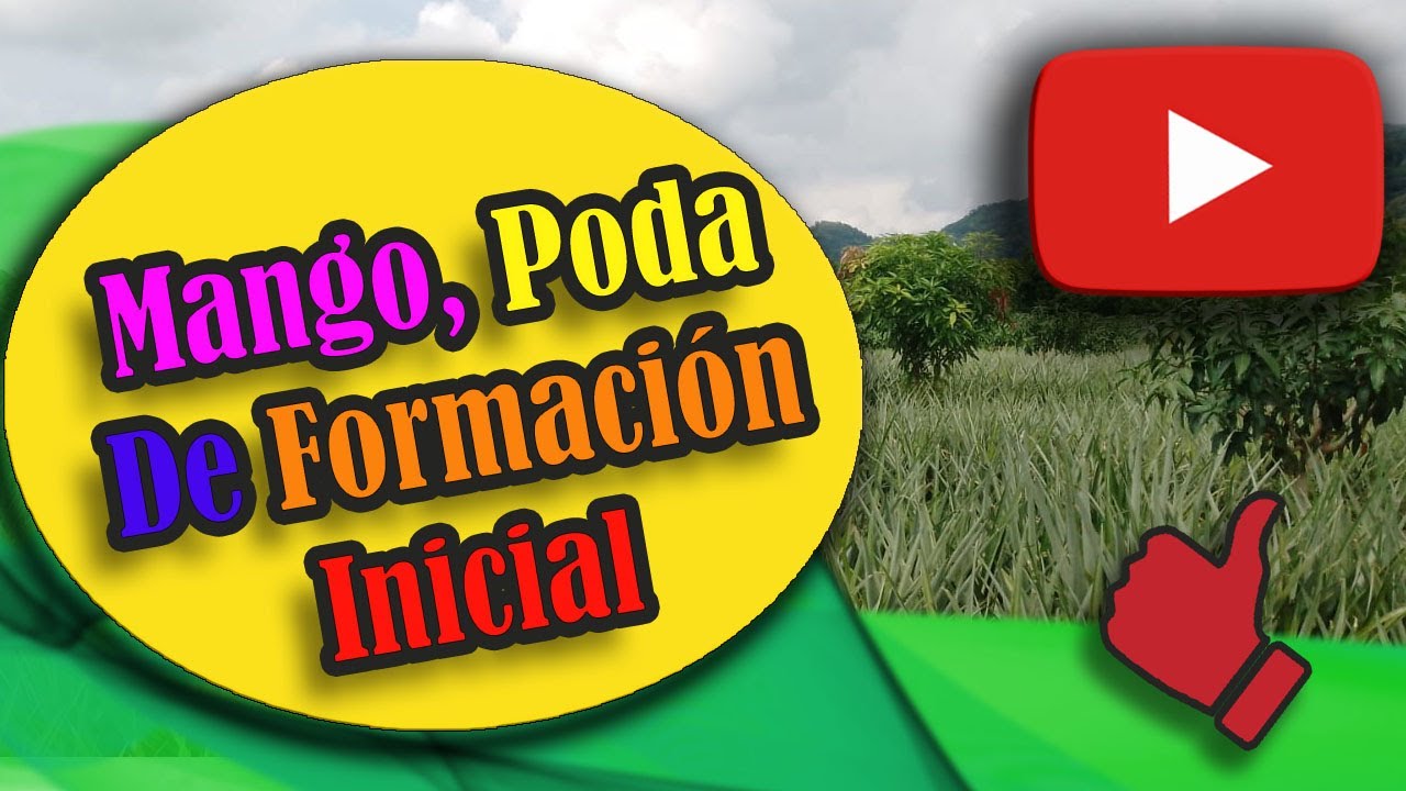 Mango, poda de formación inicial.