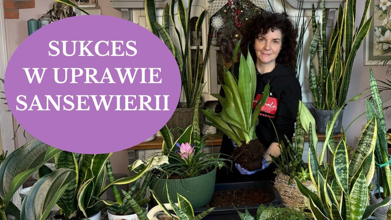 SANSEWIERIA - Jak łączyć z innymi roślinami kiedy przesadzać - 2 rzeczy których nie lubi Wężownica