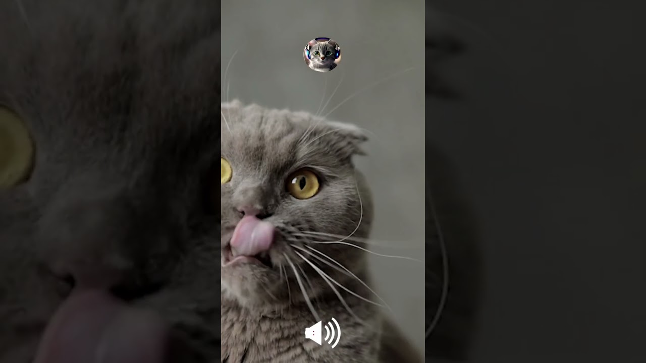 scottish fold meow sound