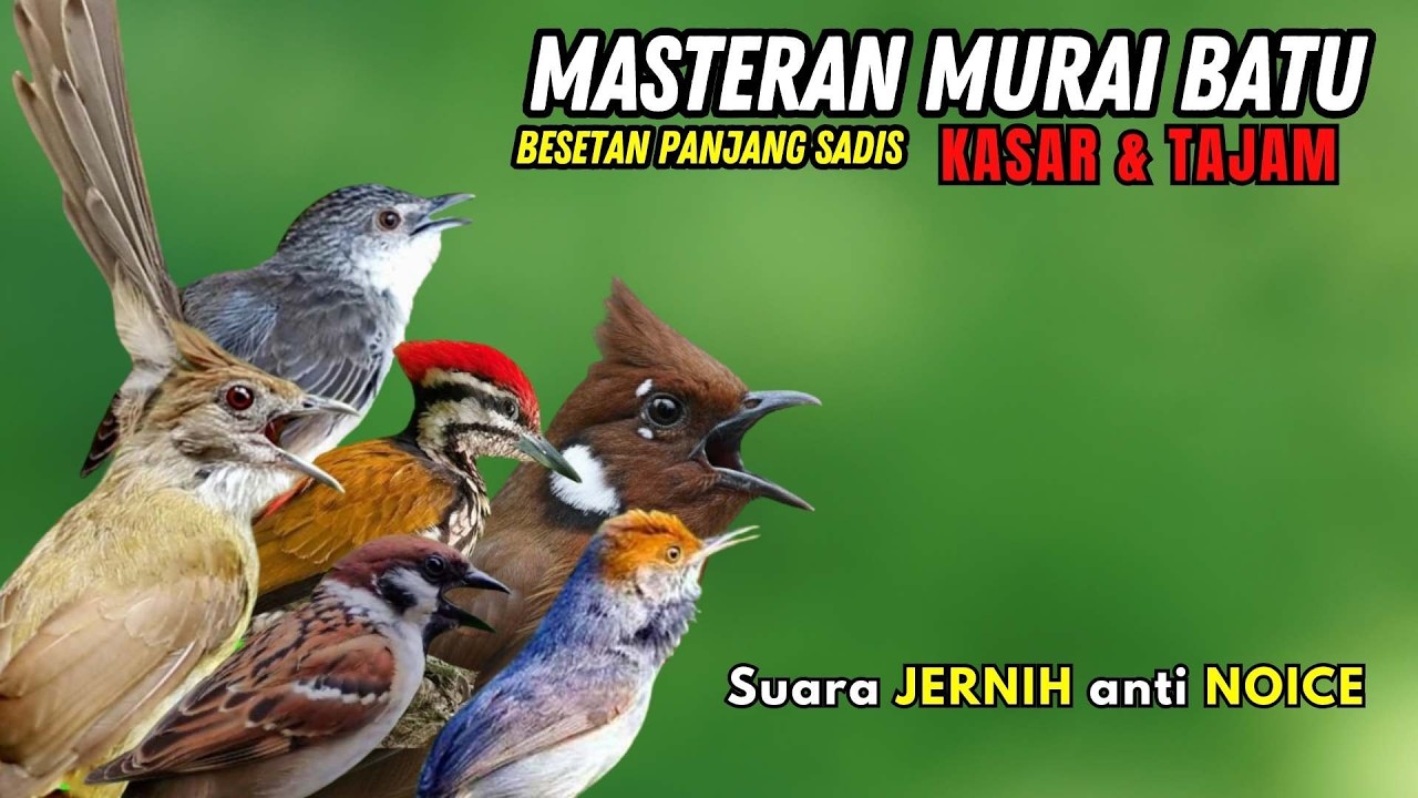 Masteran Murai Batu Full Isian Tembakan Materi Mewah Untuk Burung Lomba