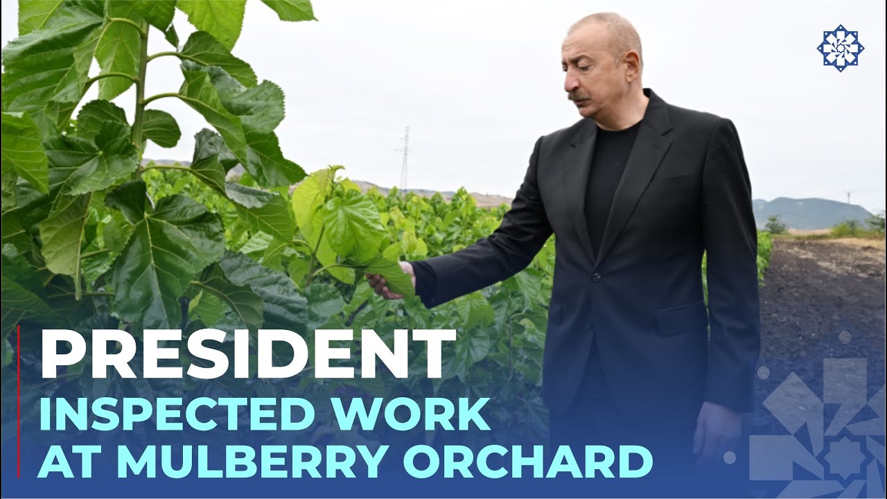 President Ilham Aliyev inspected work at mulberry orchard in Dashbulag village of Khojaly