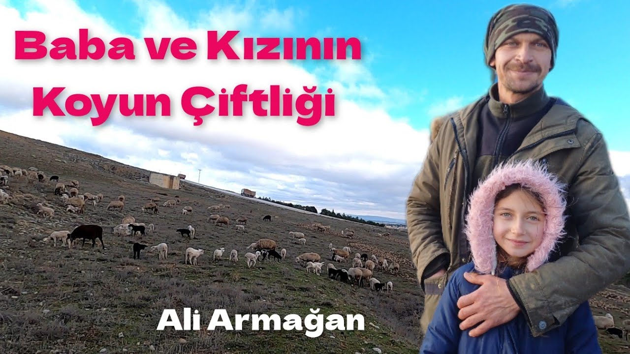 35 Koyunla Başladı 350 Koyunla Üretime Devam Ediyor - Koyun Çiftliği #hayvancılık #çiftlik