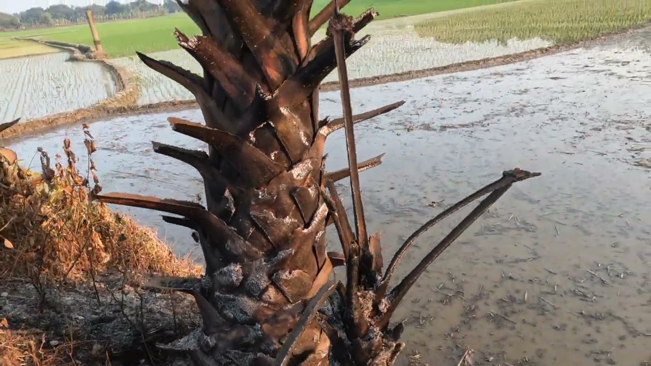 পুড়িয়ে হত্যা করা হয়েছে দুটো গাছ কে,  এটা তো শত বছর বাচতো,  আমাদের বিবেক আজ মৃত