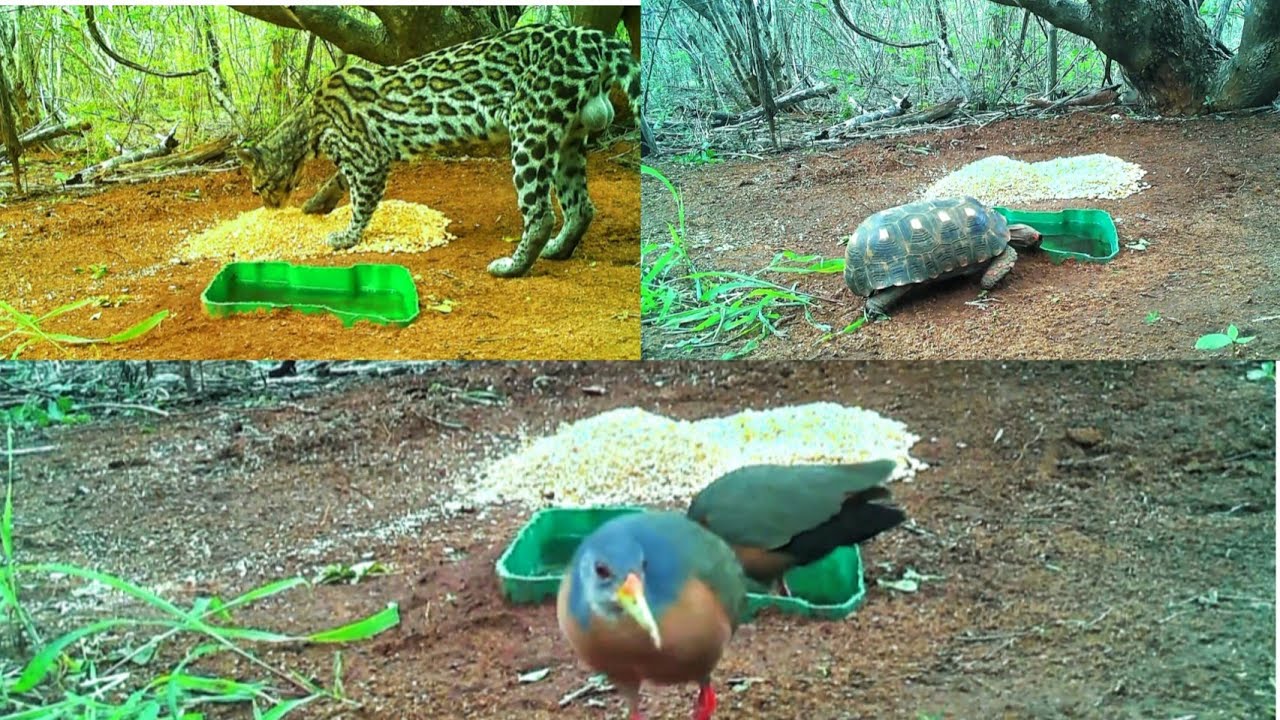 Onça jaguatirica apareceu em pleno o dia no pocinho 