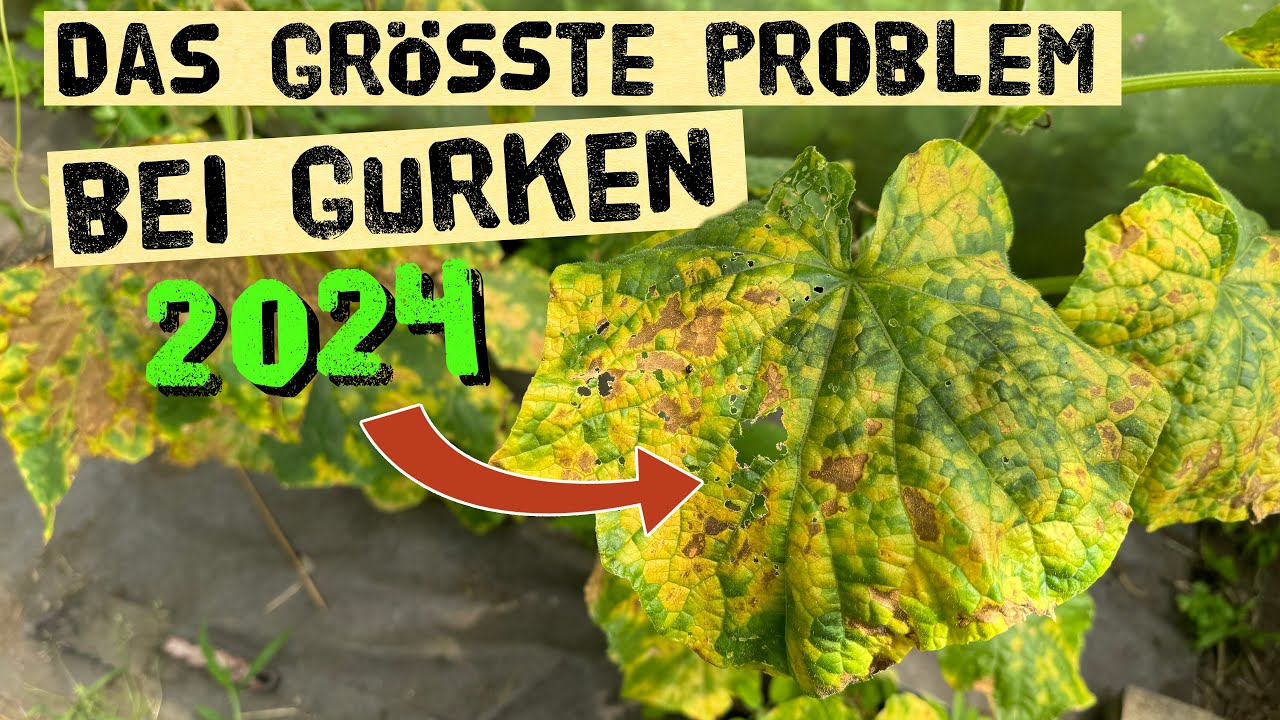 Jetzt schnell handeln! Flecken auf Gurkenbl&auml;ttern - Falscher Mehltau oder Gurken Mosaik Virus?