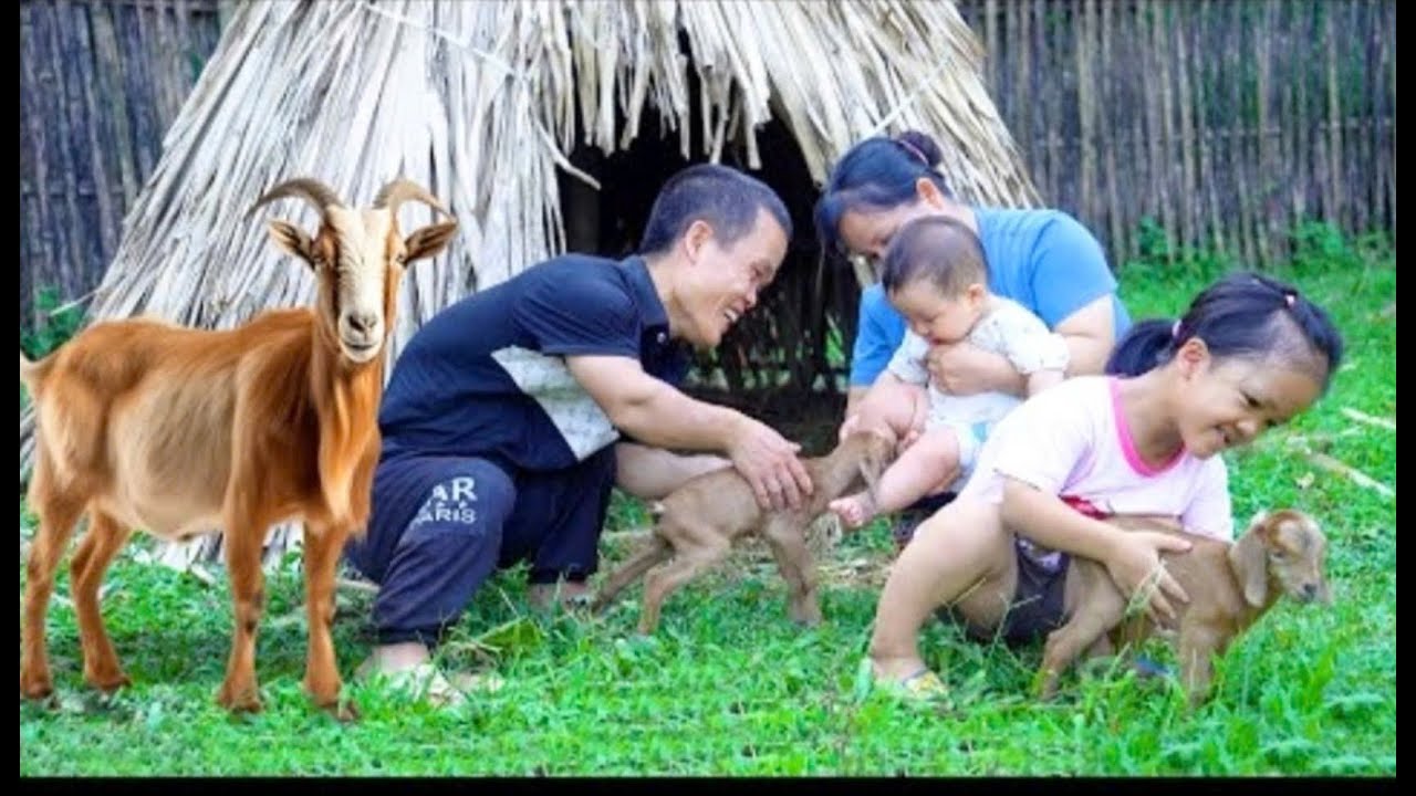 Dwarf family life: Taking care of goats, giving birth, harvesting beans | garden renovation