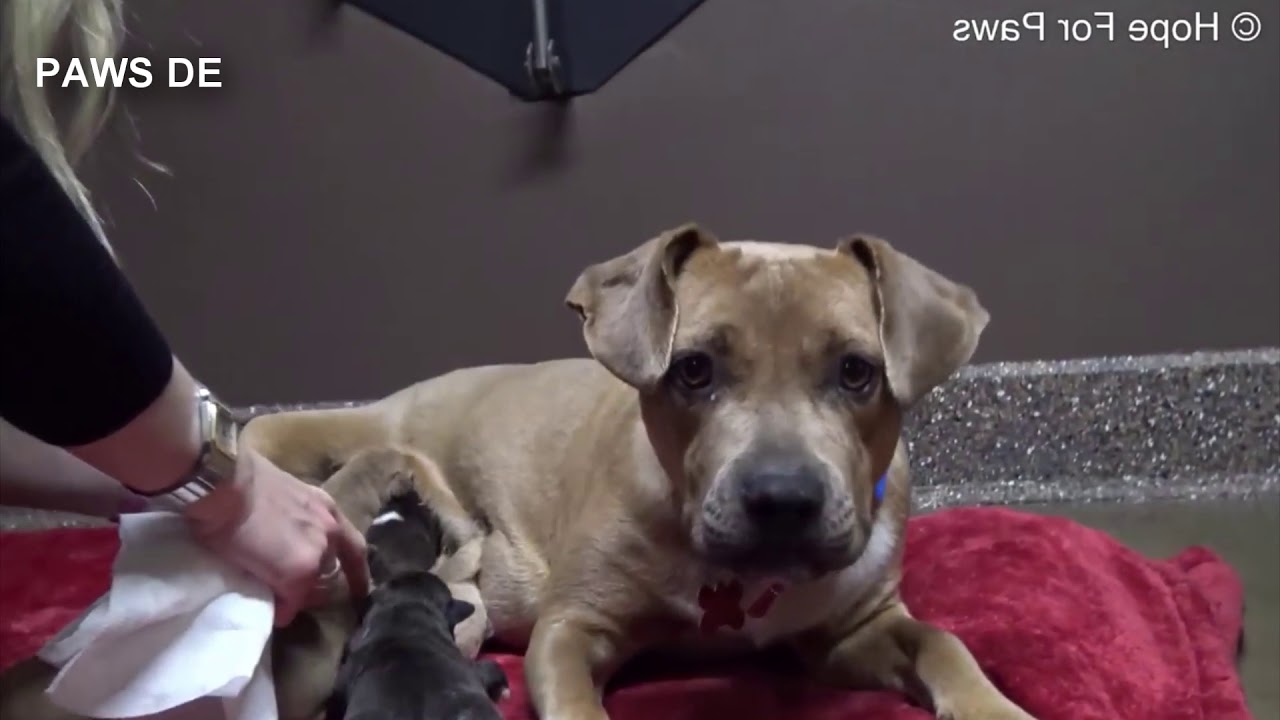 Obdachlose Hundemutter mit Babys wird gerettet.. du glaubst nicht was dann passierte..