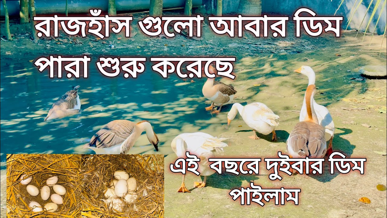 এক বছরে দুইবার ডিম পাইলাম আমার রাজহাঁস থেকে সবগুলা রাজহাঁস আবার ডিম পারতেছে
