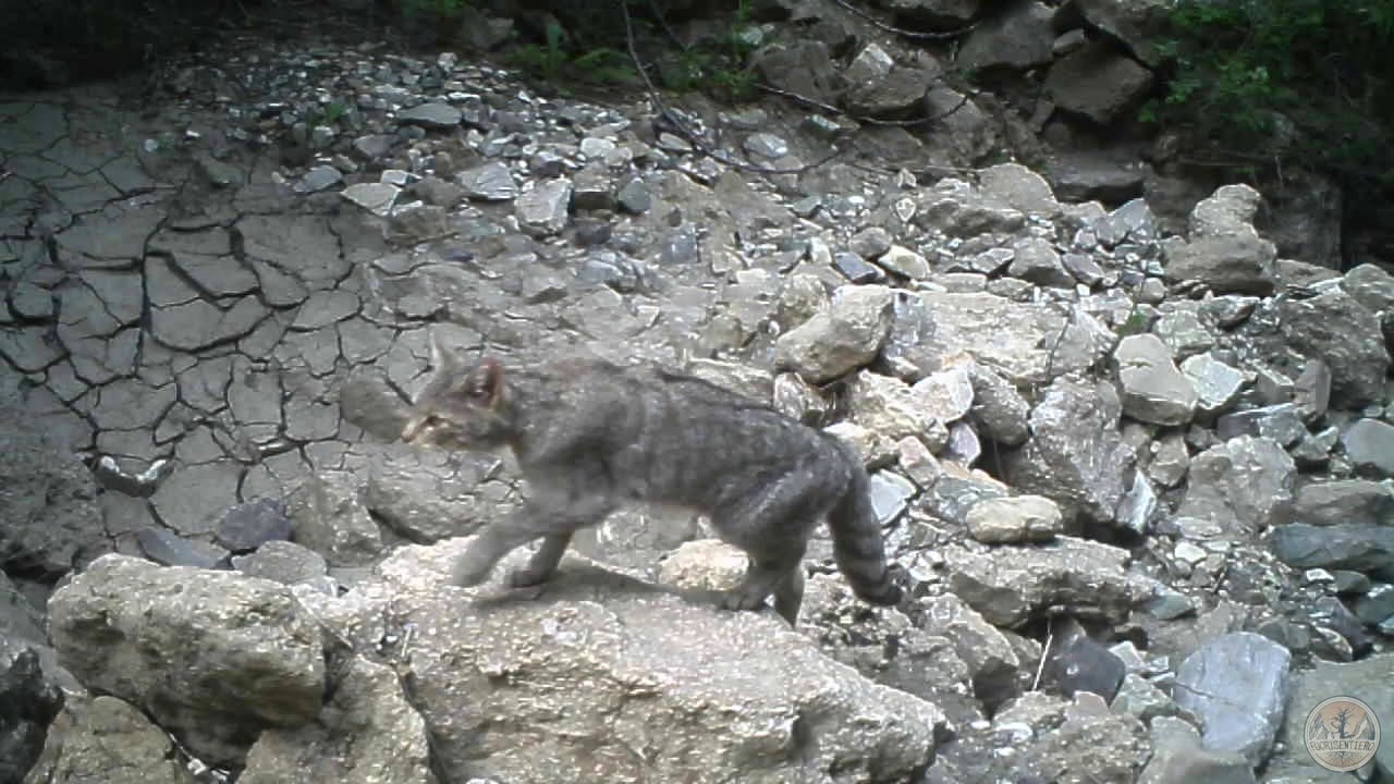 Monitoraggio Gatto selvatico (Felis silvestris) in Basilicata